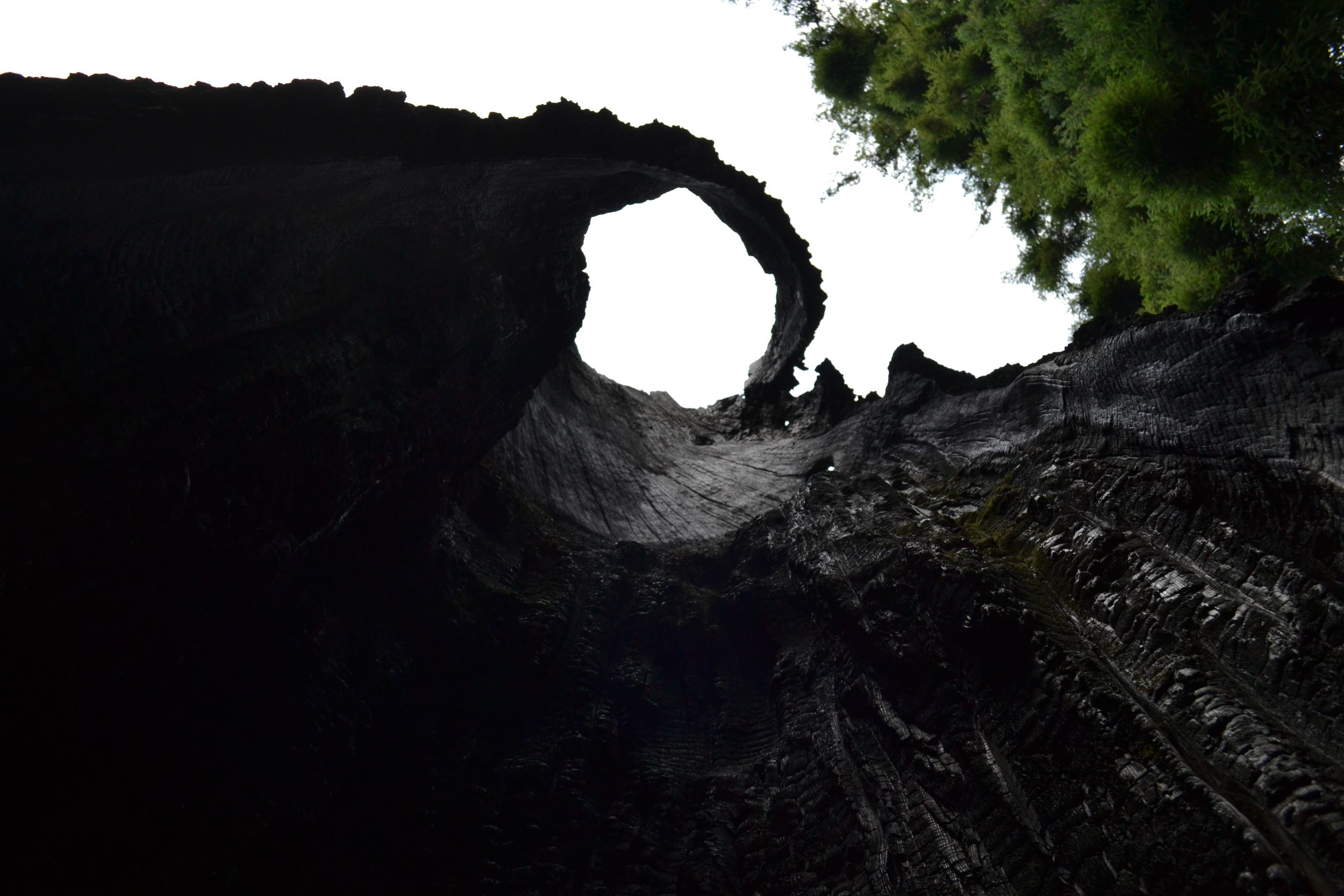 Burned Out But Still Standing Tree, Klamath Range, CA