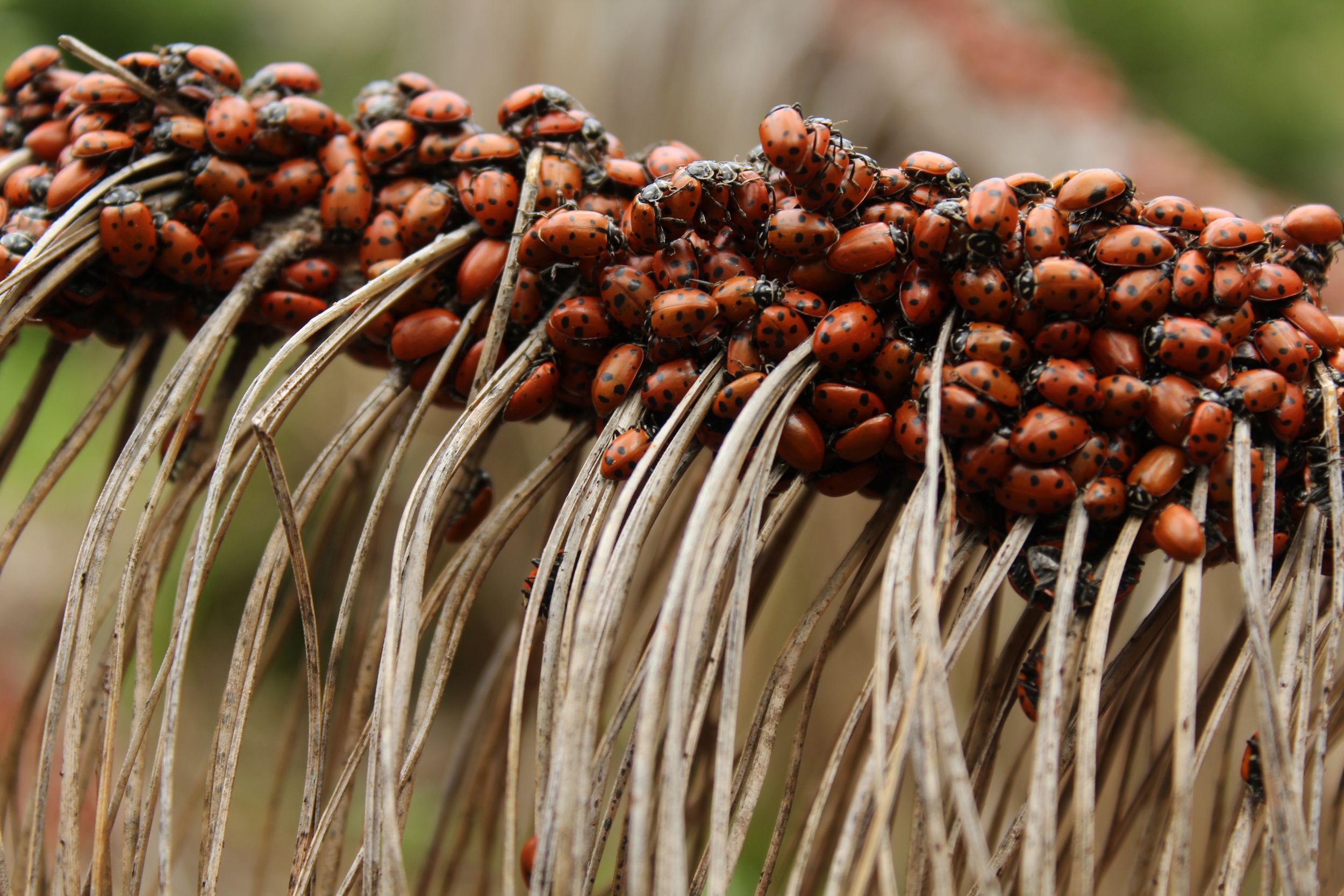 Ladybug Orgy on Pine Needles - Stanislaus National Forest, California