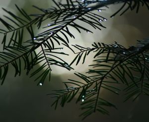 Macro Water Droplets on Pine Needles, Sonora, CA