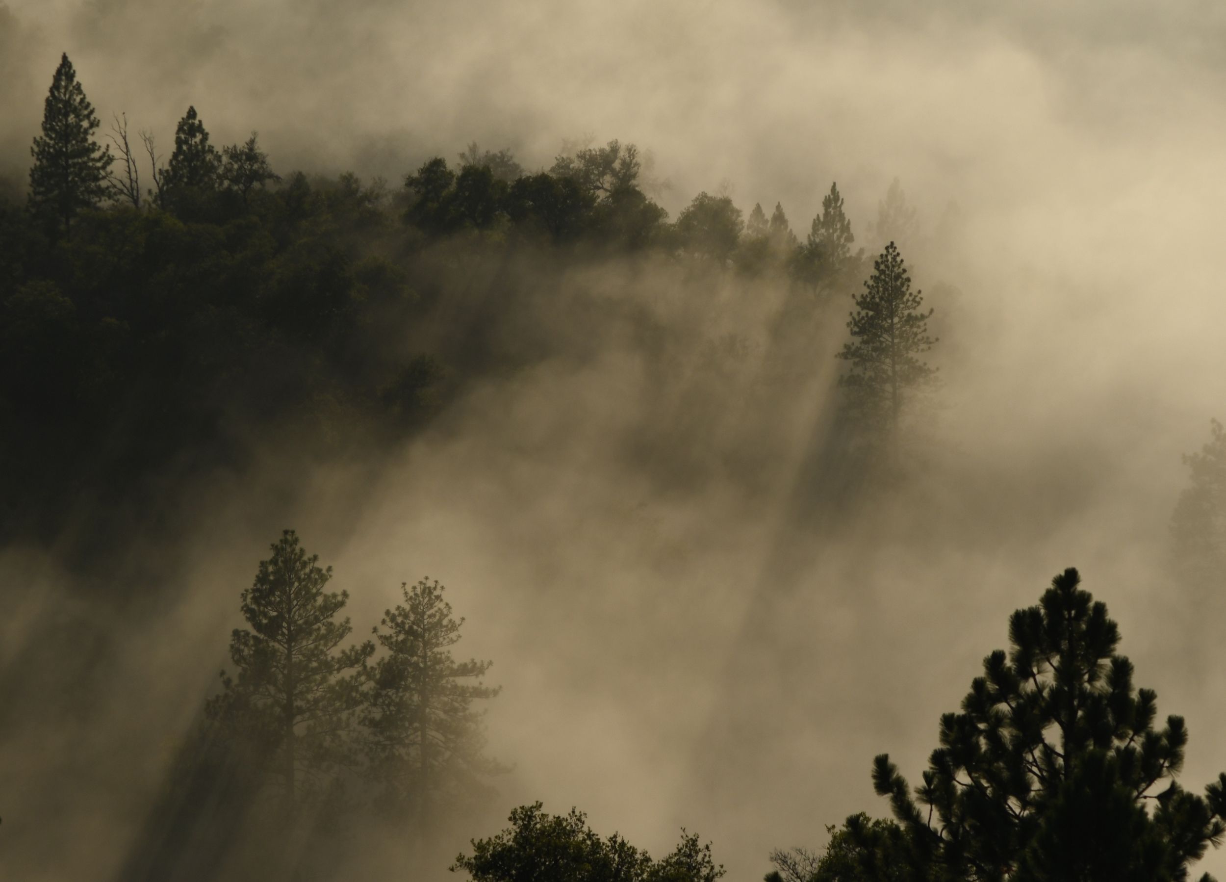 Foggy Fibonacci Forest, Big Sur, CA