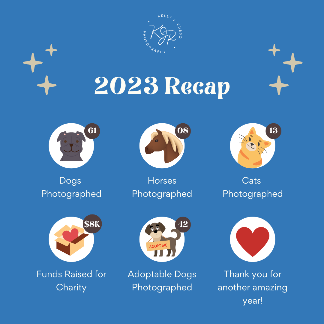 2023 photography business recap infographic showing statistics for dogs, horses, cats and charitable donations.