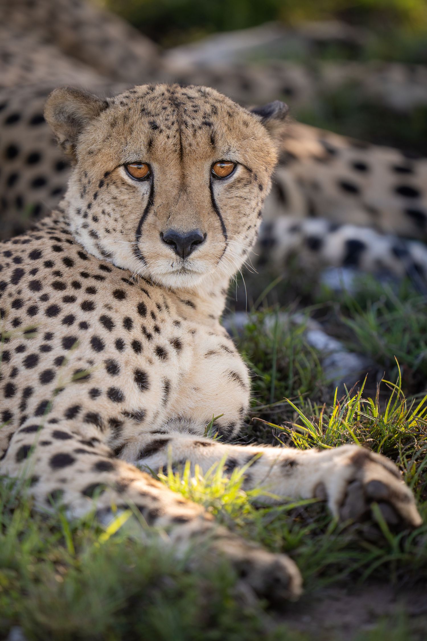 Resting cheetah lying in grass with spotted fur coat visible in close-up view.
