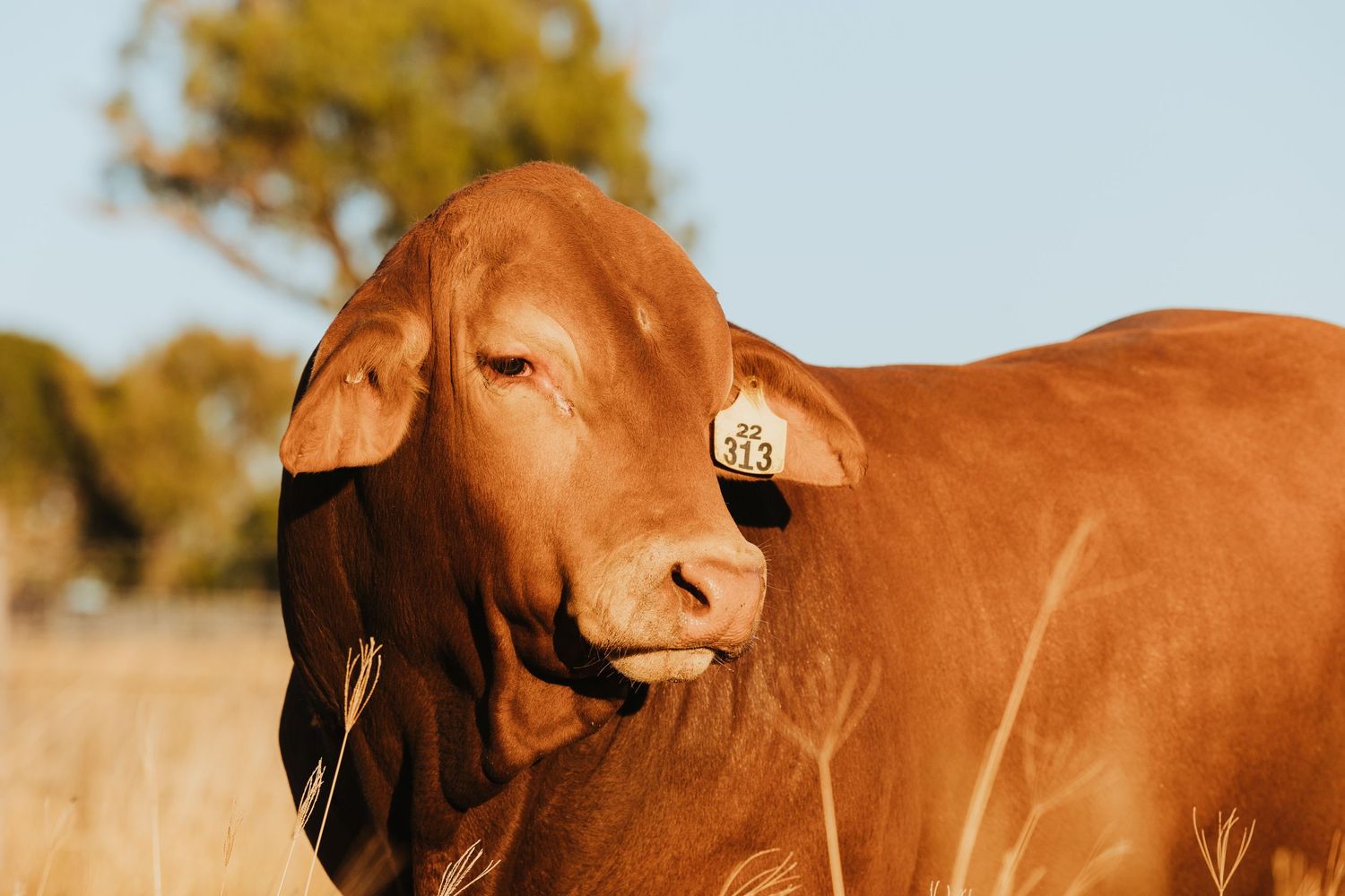 Close-up portrait of a red Brahman bull with ear tag in a dry rural paddock.