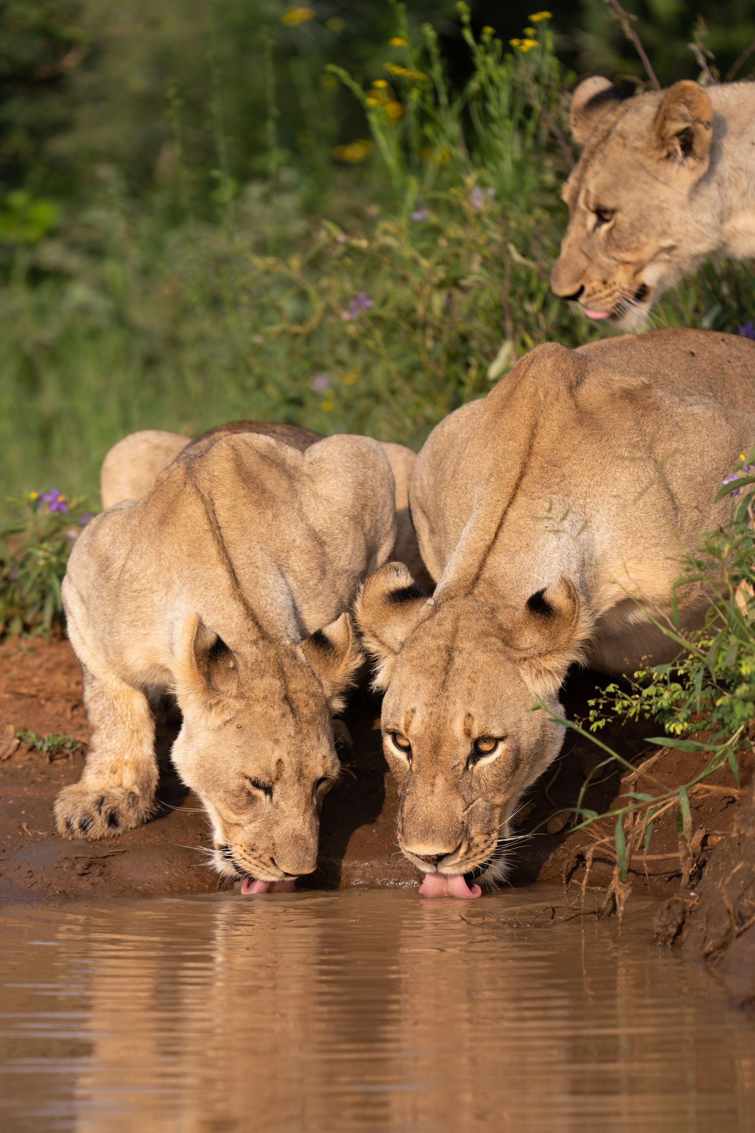 Three lionesses drinking together at water's edge among wildflowers.