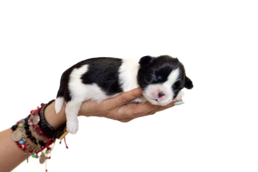 Fotografía canina