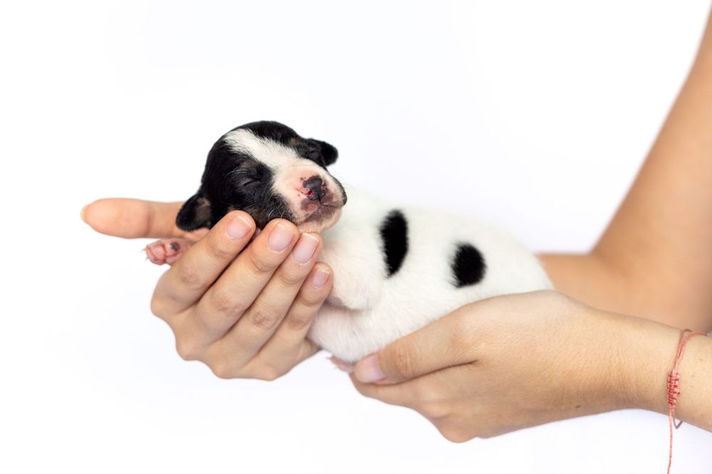Fotografía canina