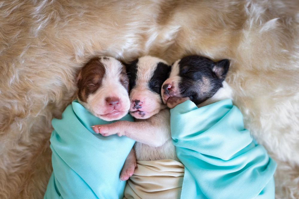 Fotografía canina