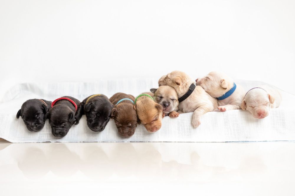 Fotografía canina