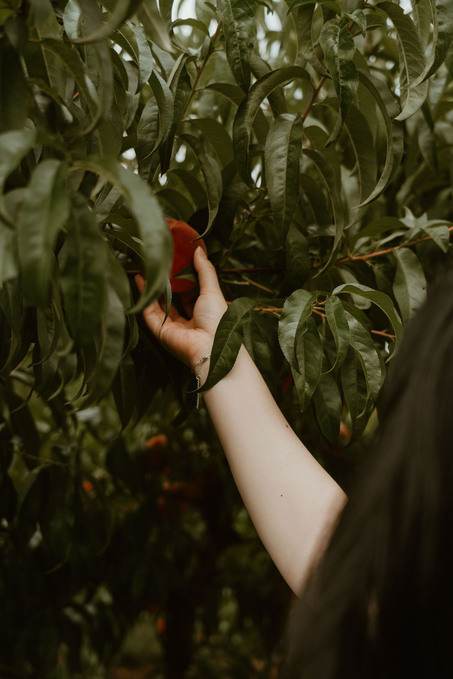 A hand reaching through lush green leaves to pick a ripe red peach from a fruit tree.