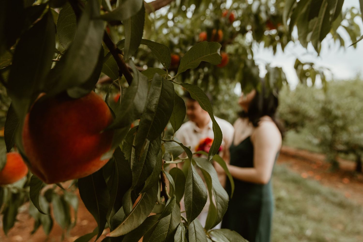Two people picking ripe peaches in a lush orchard, with vibrant red and orange fruit hanging from green leafy branches.