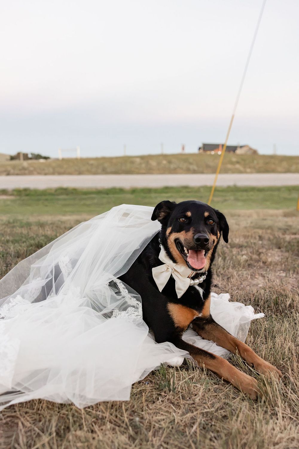 A Rottweiler mix dog dressed in a tuxedo and bridal veil lying in a field, posing as a wedding couple.