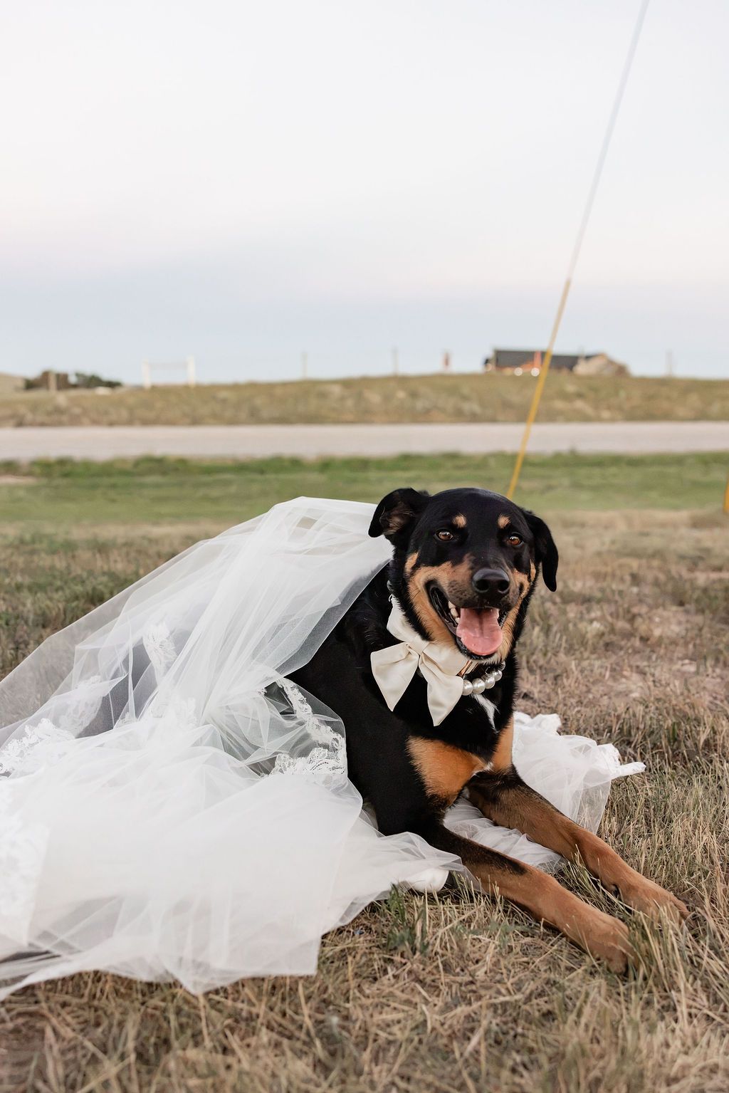 A Rottweiler mix dog dressed in a tuxedo and bridal veil lying in a field, posing as a wedding couple.