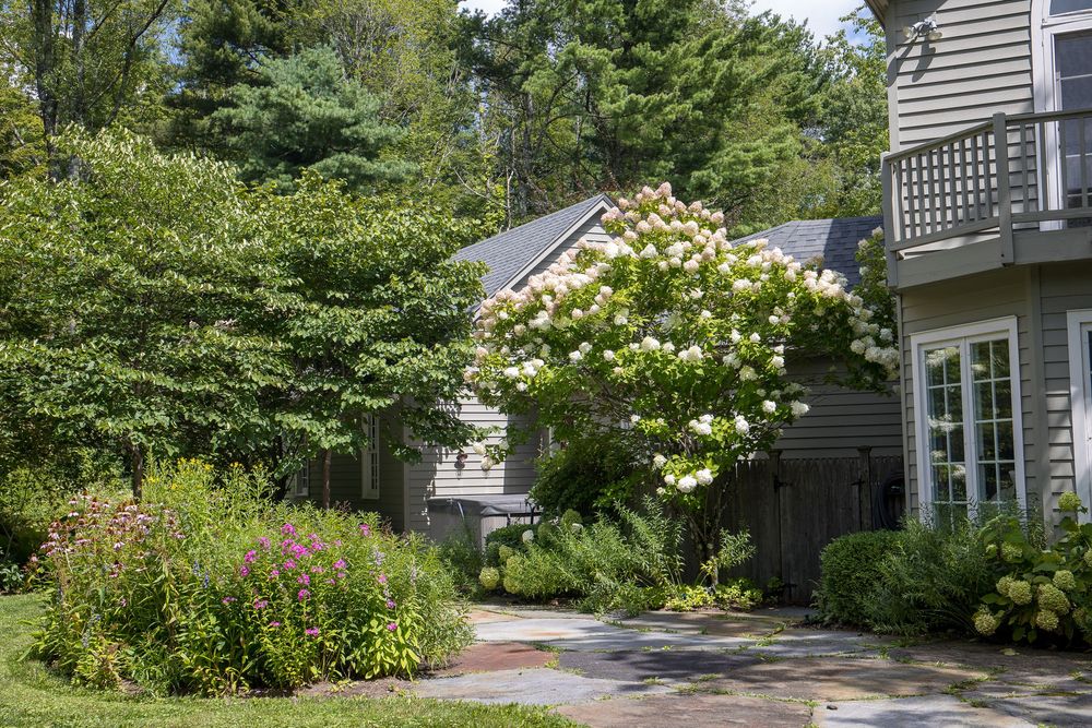 Gray shingle home exterior with blooming white hydrangea bush, stone pathway, and colorful garden border.