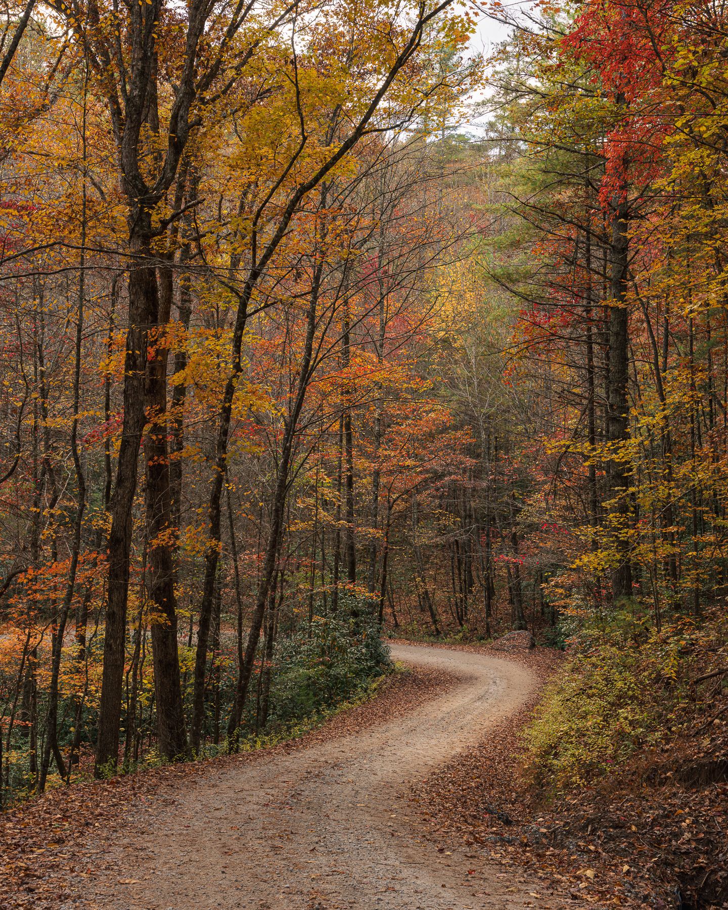 A winding dirt road curves through a vibrant autumn forest with colorful red, orange, and yellow foliage.