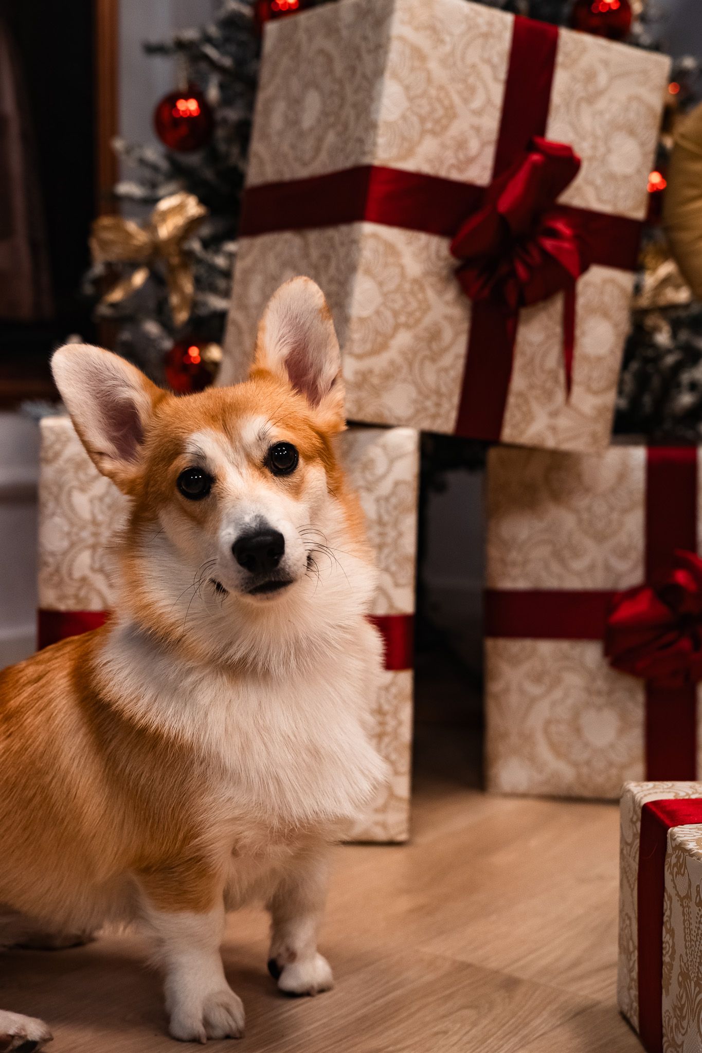 kutya, karácsony, fotózás, corgi