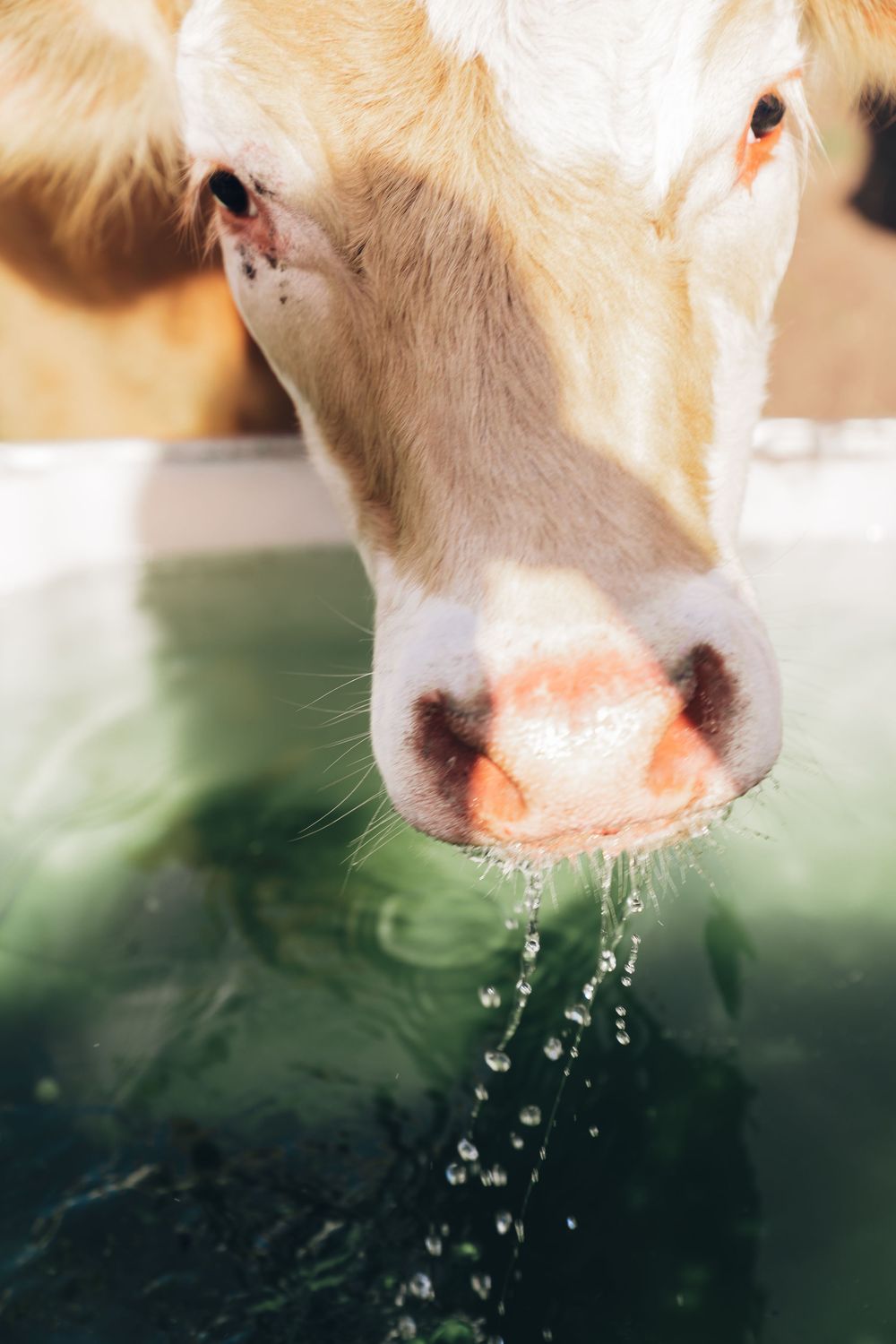Close-up of a tan cow drinking water from a trough with droplets falling from its muzzle.