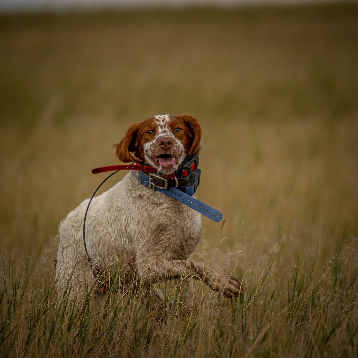 A happy Brittany Spaniel runs through a golden field, wearing a collar and leash, tongue out with joy.
