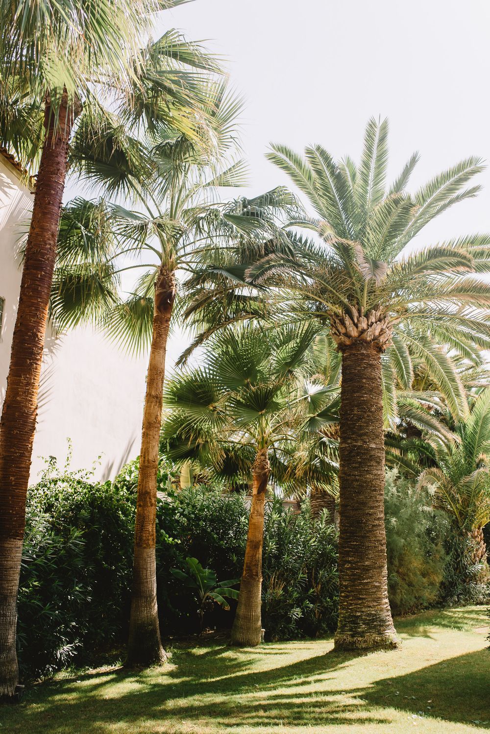 Tall palm trees casting shadows on lush green grass in a tropical garden with white building.