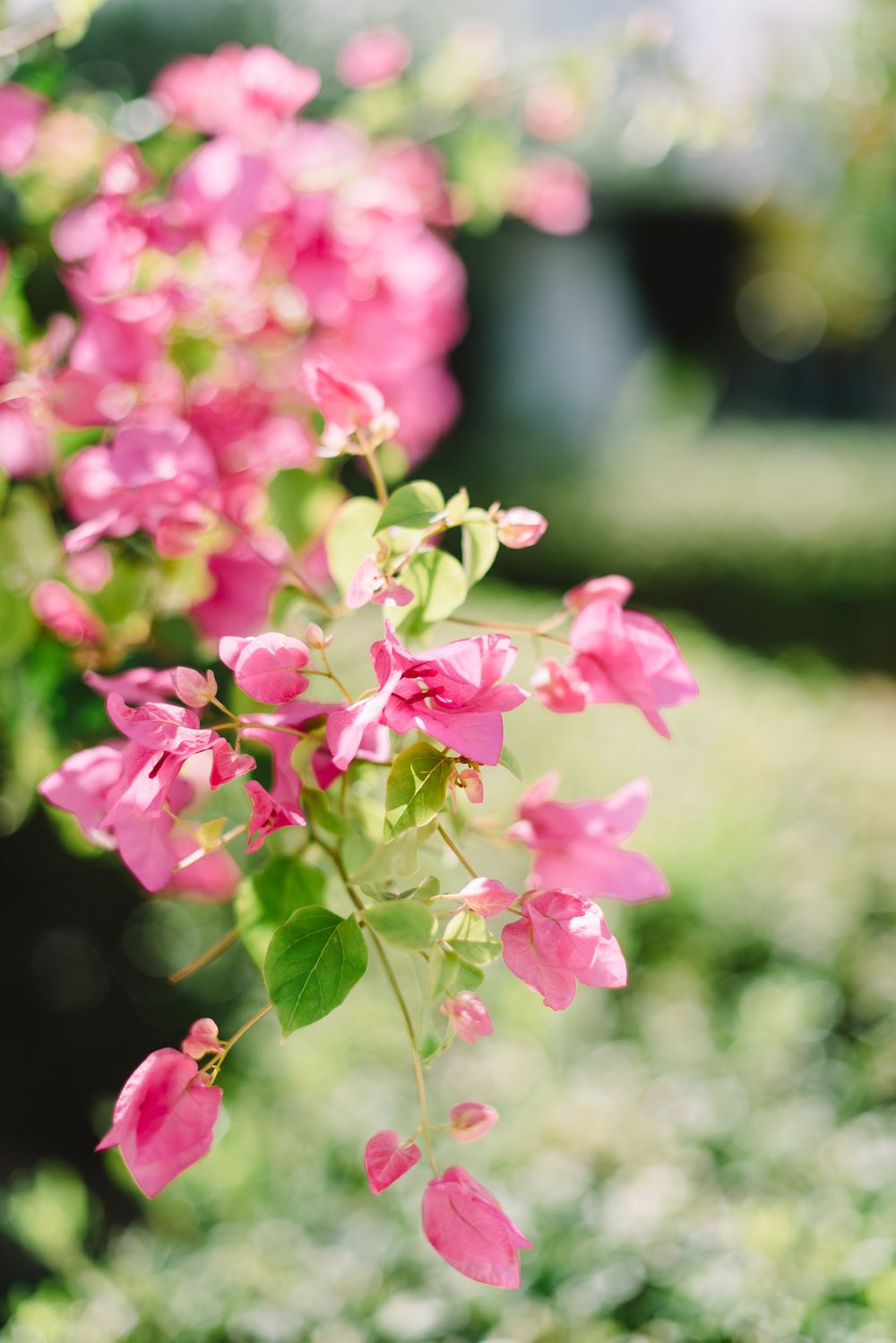 Vibrant pink bougainvillea flowers with green leaves blooming in a sunlit garden.