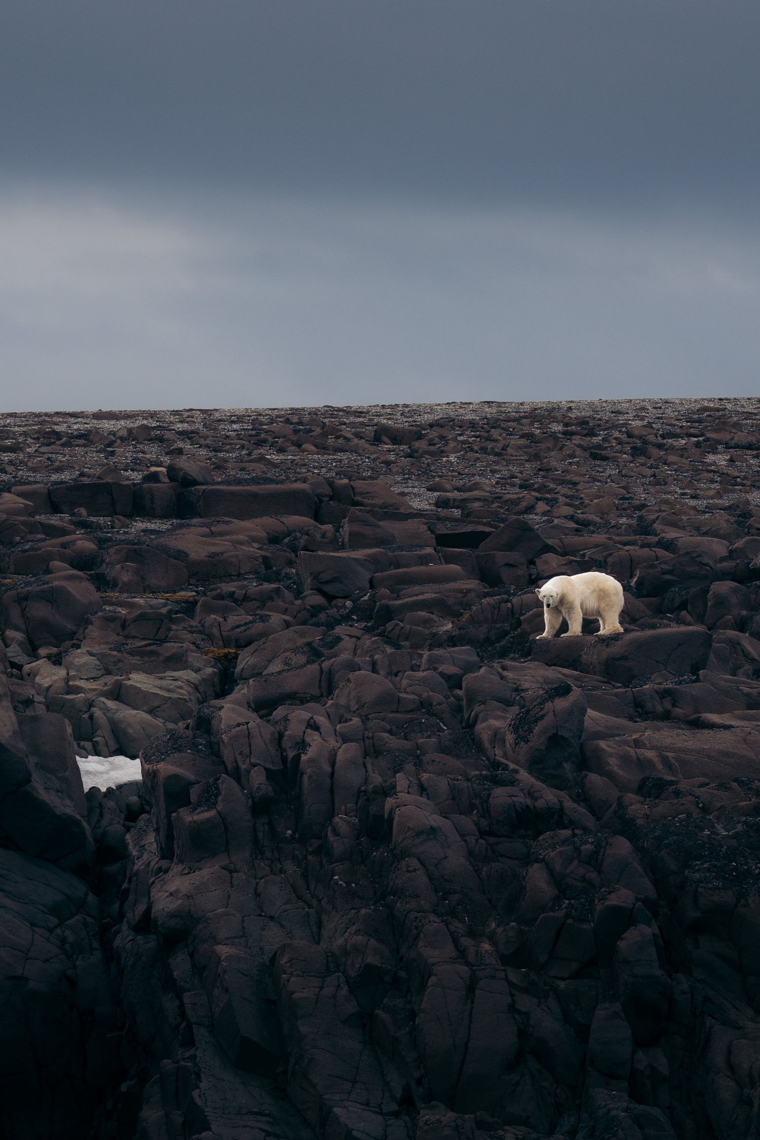 Ours polaire minuscule sur une côte rocheuse sous un ciel bas et plombé
