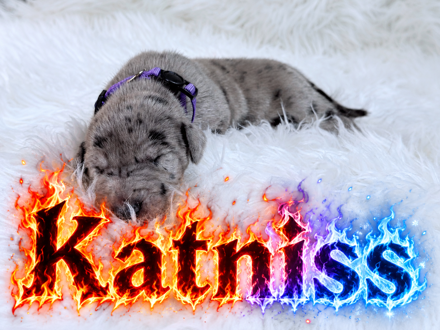Gray merle puppy named Katniss sleeping on white fluffy blanket with fiery and icy text overlay.