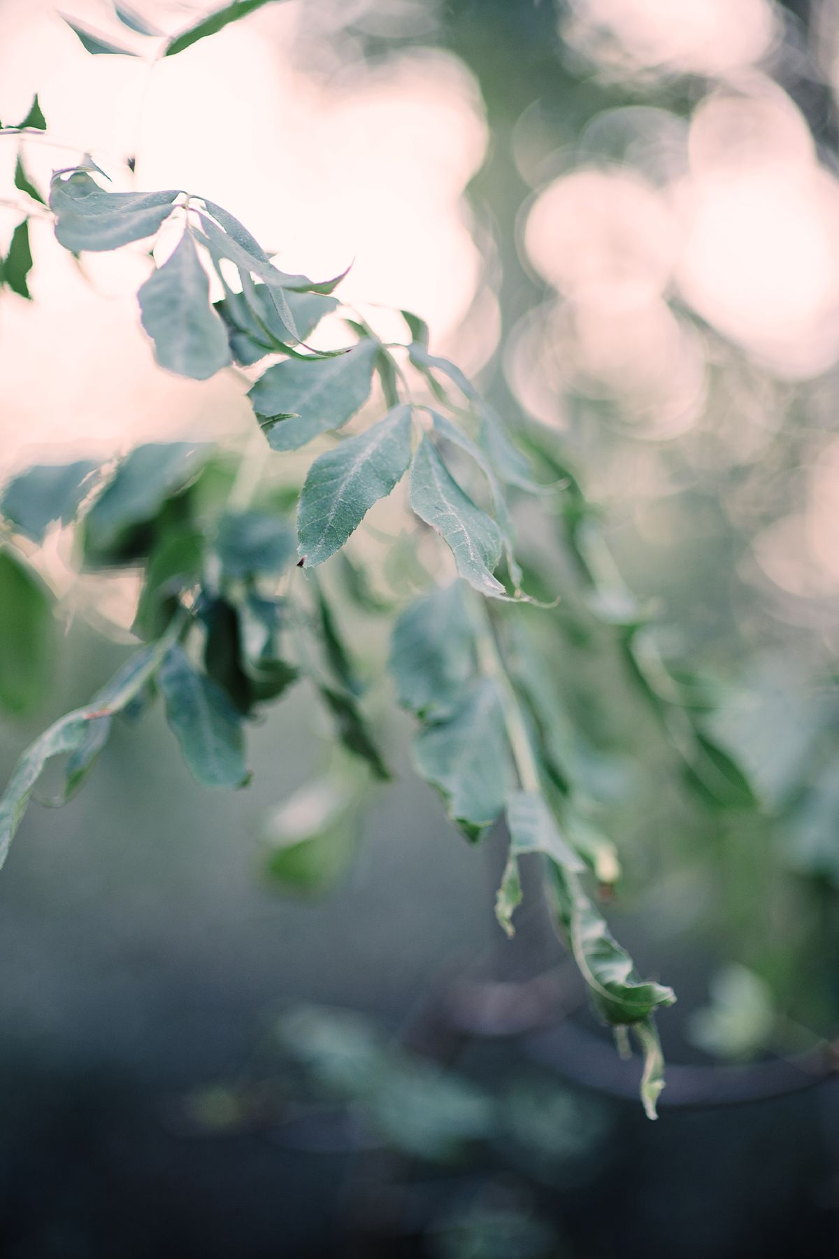 Close-up of green leaves hanging from an Ash branch with soft bokeh background in dreamy natural light.