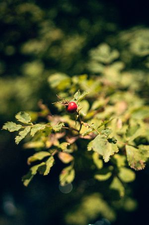 A single red rose hip berry on a green leafy branch in soft natural light.