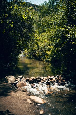 A serene forest stream flows over smooth rocks surrounded by lush green trees in dappled sunlight.