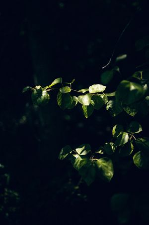 Sunlit green heart-shaped leaves on dark branches against a moody black background in a forest.