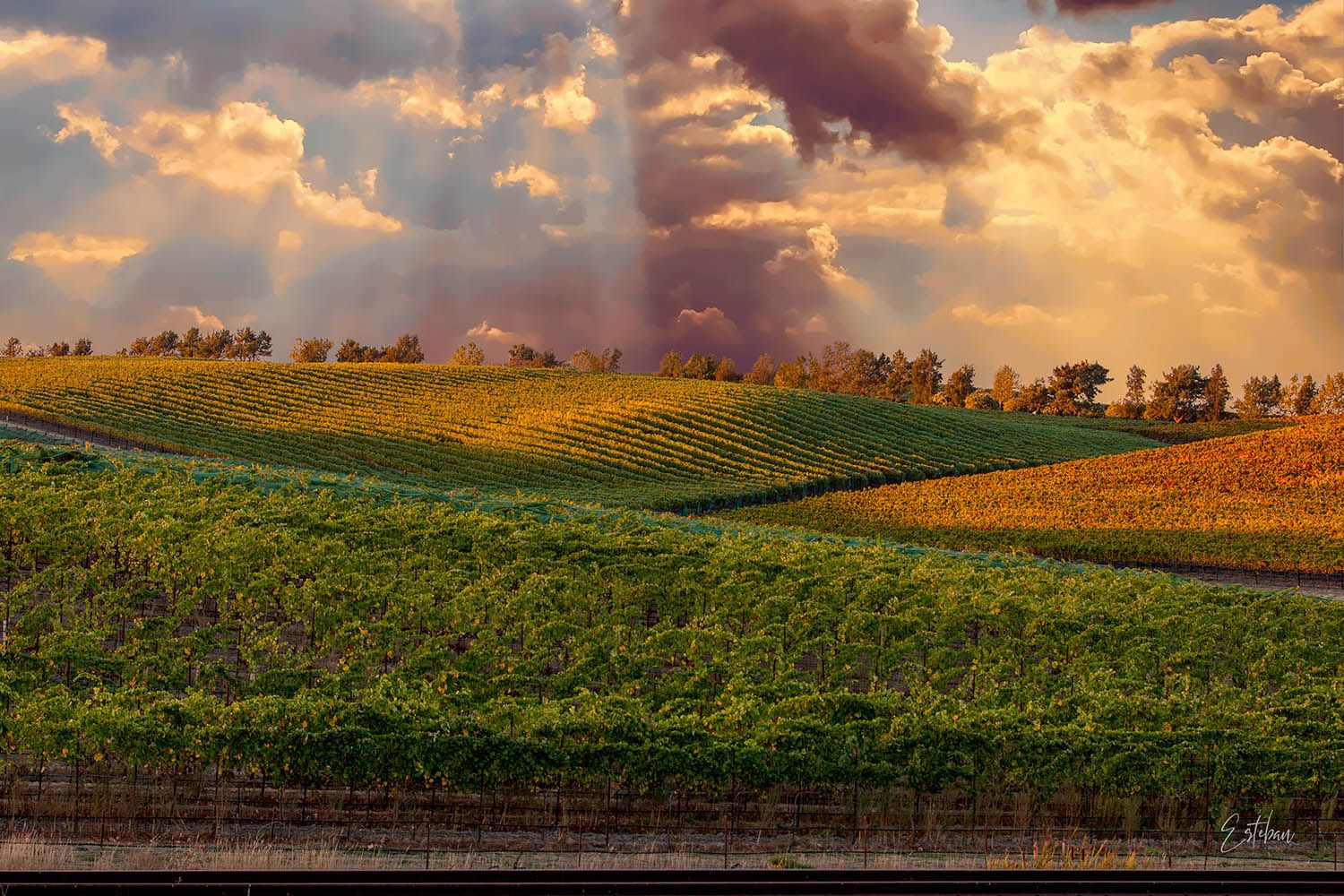 Sunlit vineyard rows under dramatic golden clouds at sunset, showcasing lush green grapevines on rolling hills.