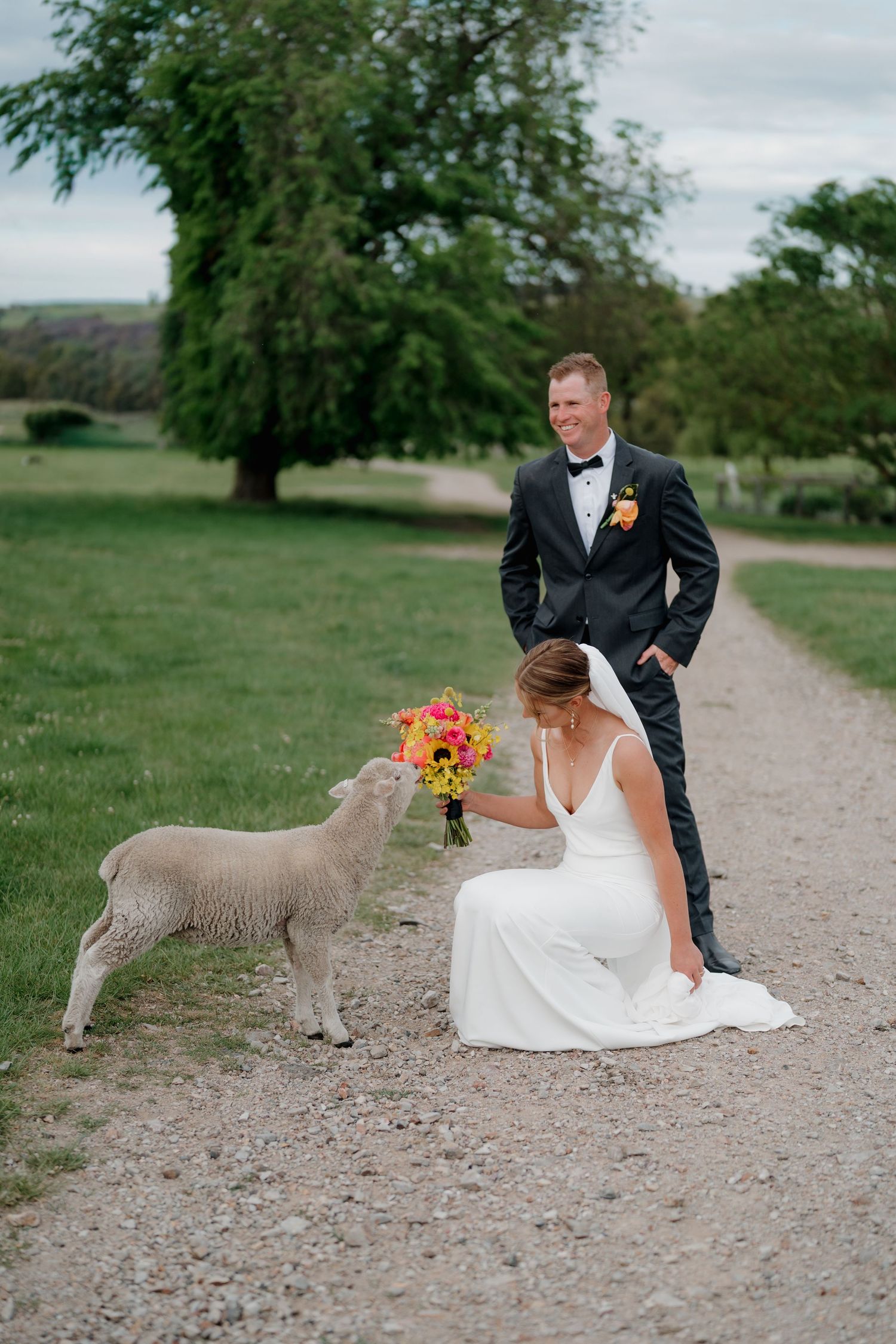 Bride in white gown kneels to pet a lamb while groom in tuxedo stands on a gravel path at a farm wedding. The Hayshed Orange. Orange Wedding