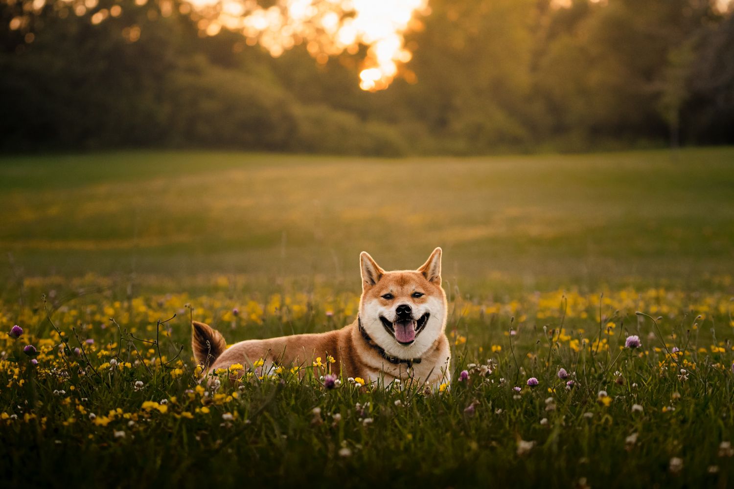 A happy Shiba Inu dog lying in a field of wildflowers during golden hour sunset in a lush green park.