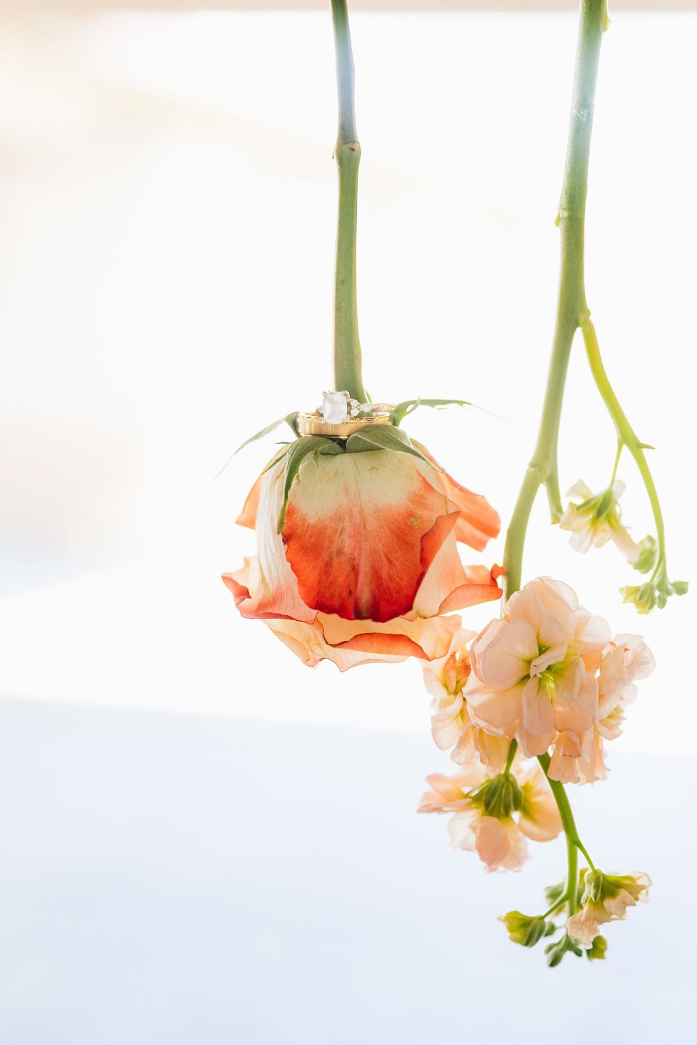 Two delicate flowers hanging upside down, one orange rose bud and one peach blossom, against a white background.