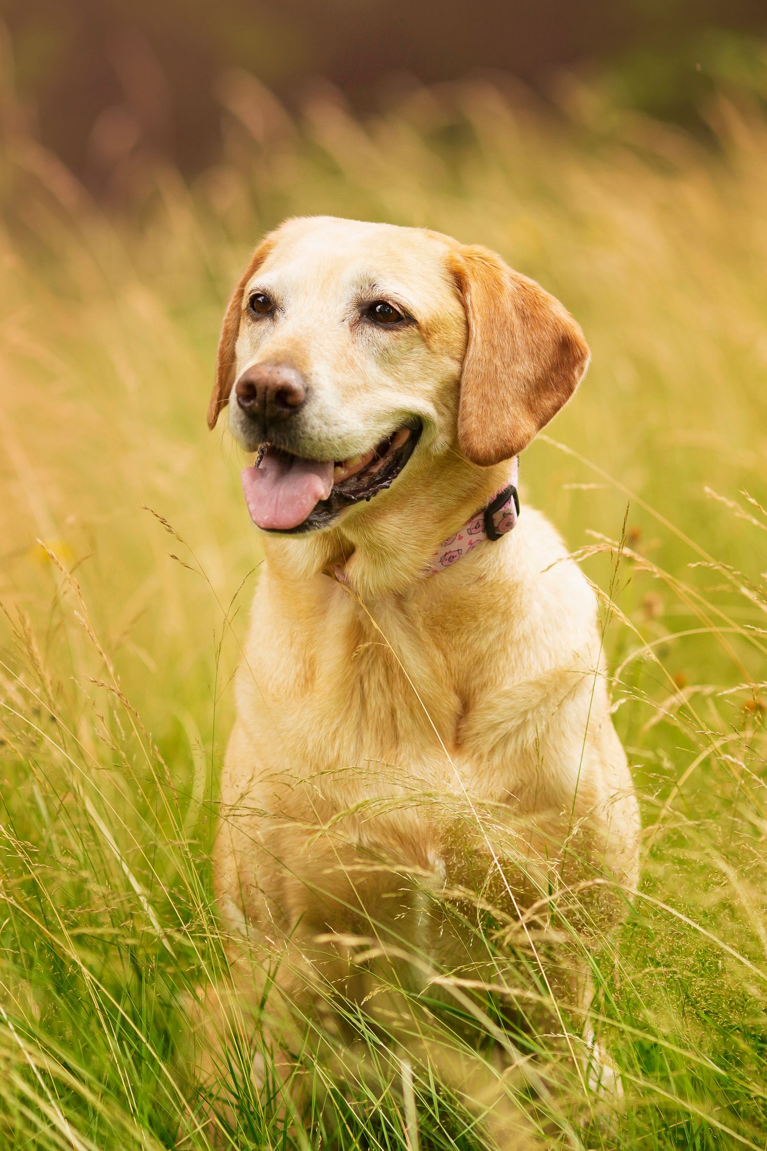 fine art dog portrait photograph  by little wonderland photographer the best in widnes cheshire