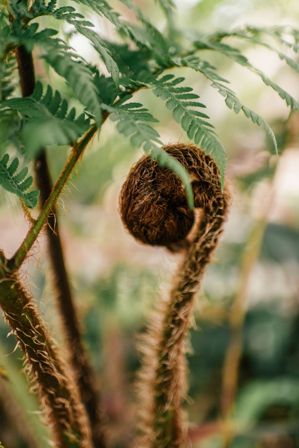 Close-up of a curled fern frond fiddlehead with brown fuzzy texture, surrounded by green fern leaves in soft focus.