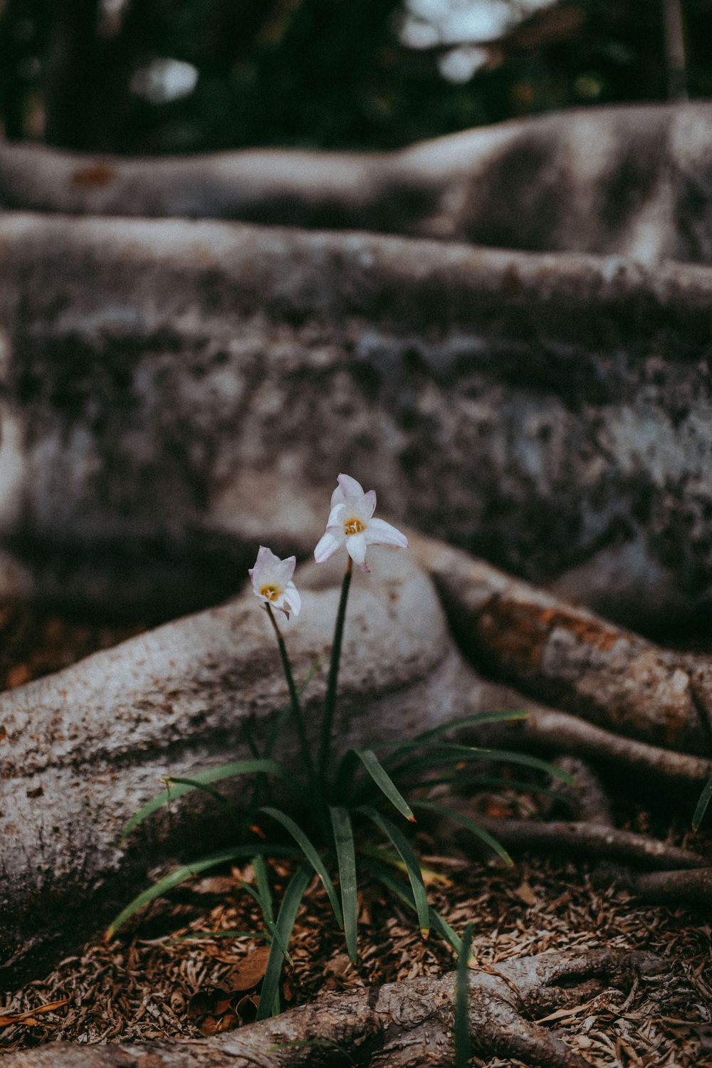 Two white narcissus flowers with yellow centers grow among tree roots on a forest floor.