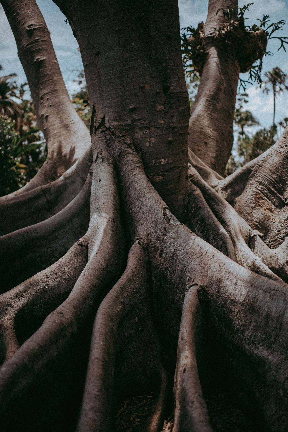 Close-up of massive Moreton Bay fig tree roots spreading dramatically across the ground in a tropical garden setting.