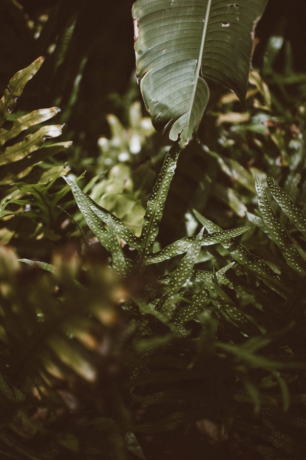 Lush tropical green ferns and large banana leaves with water droplets in a dark moody jungle setting.
