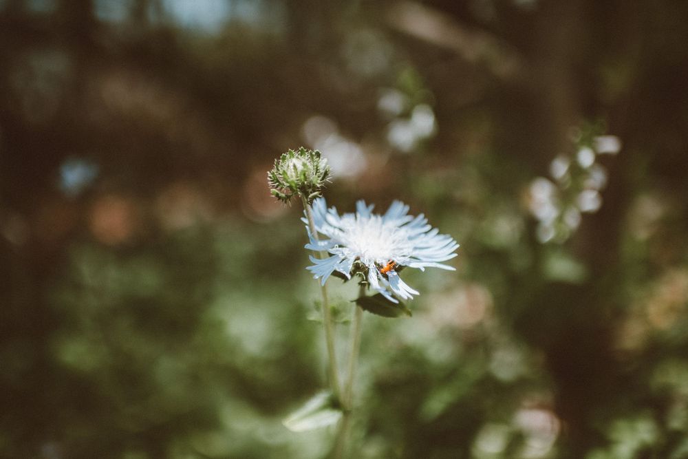 A delicate white wildflower with a ladybug blooms against a soft bokeh green background in natural light.