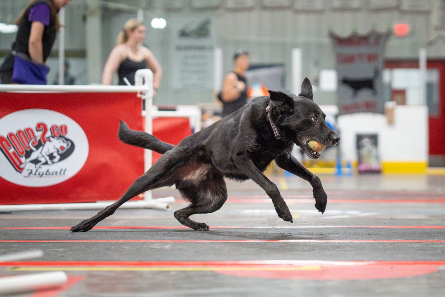A fluffy white dog leaps through the air with a tennis ball in its mouth during a flyball competition.