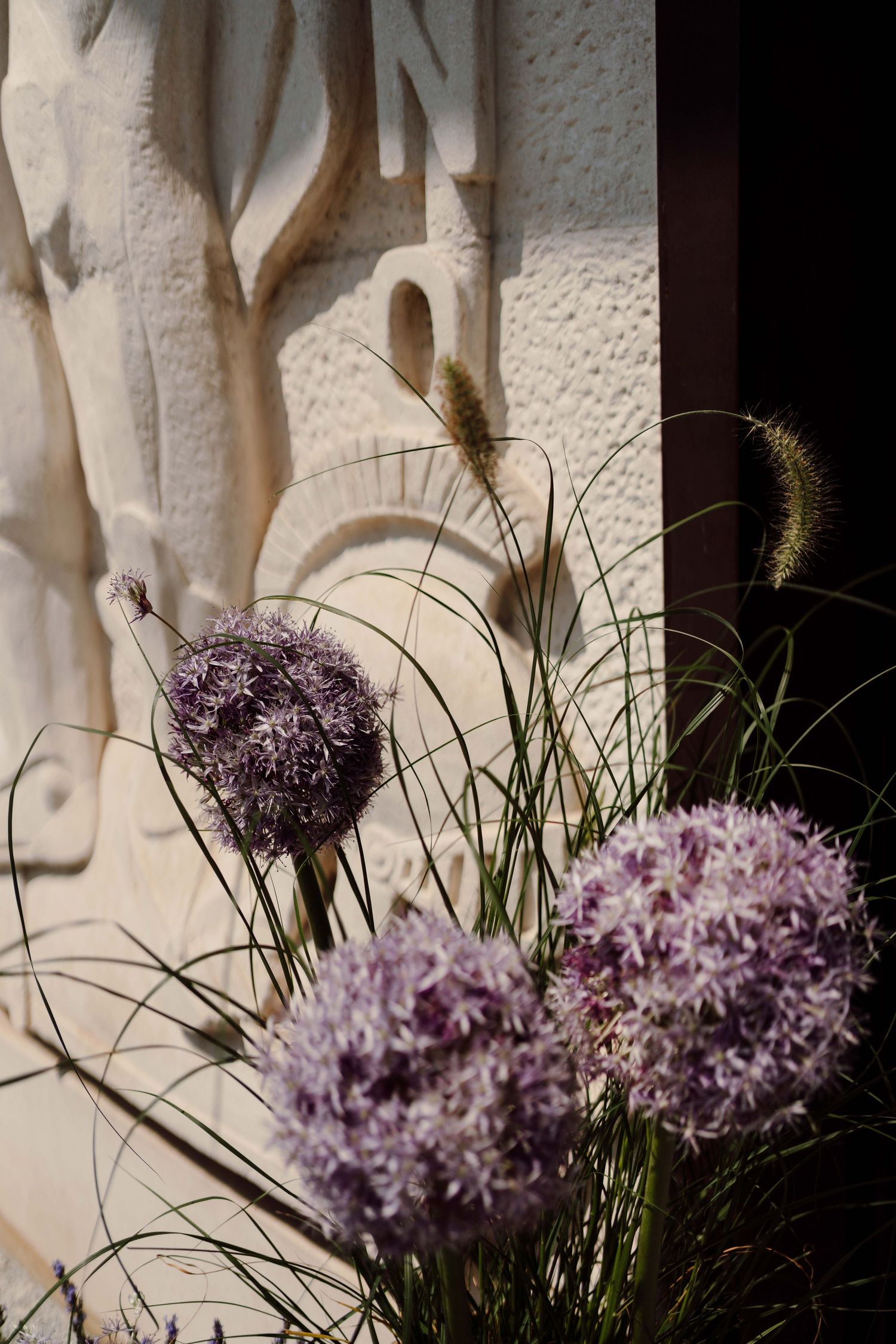 Purple allium flowers blooming in front of a decorative white stone relief sculpture in a garden setting.