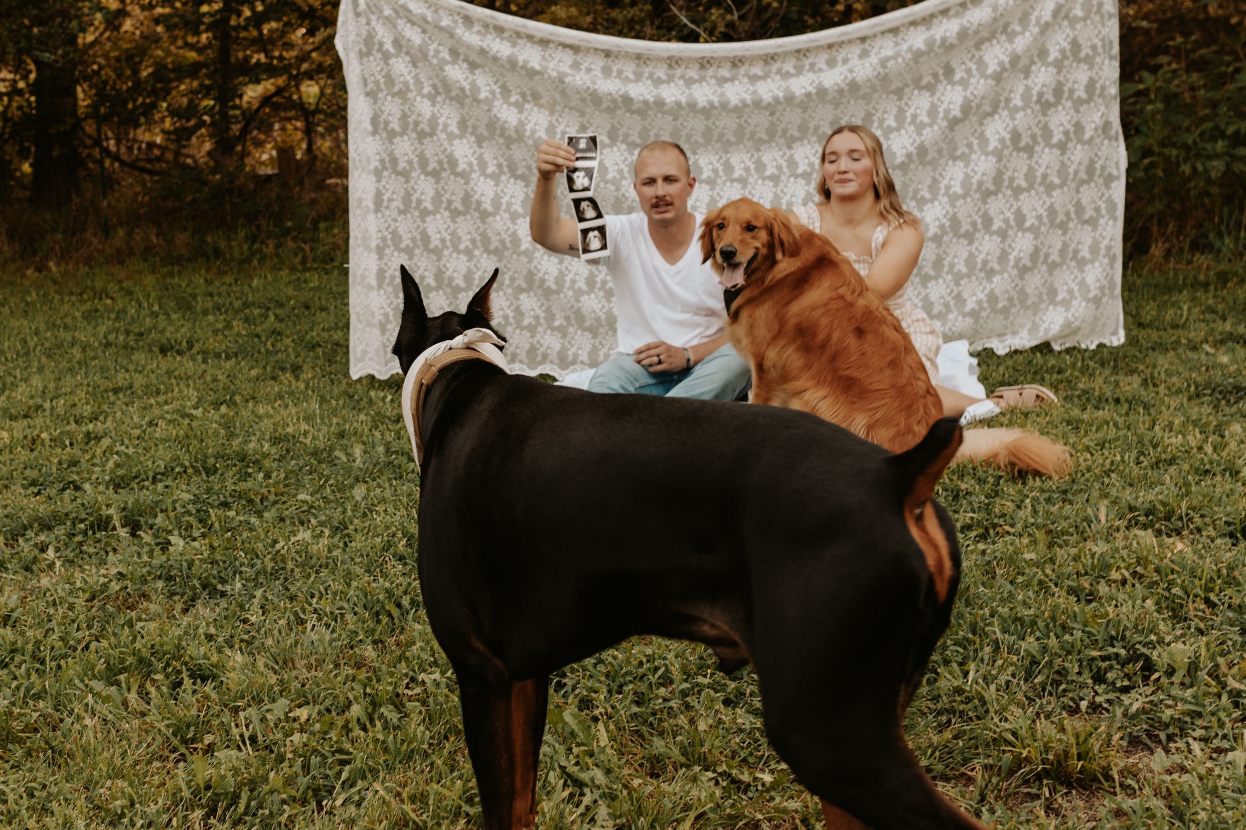 Couple sitting outdoors with two dogs, a Rottweiler and Golden Retriever, in front of a white lace backdrop.