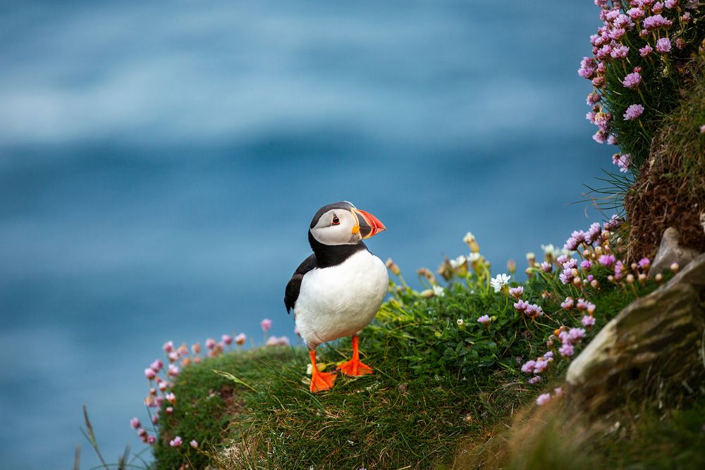 A colorful Atlantic puffin with orange beak and feet perched on a grassy cliff edge with pink wildflowers and blue ocean.