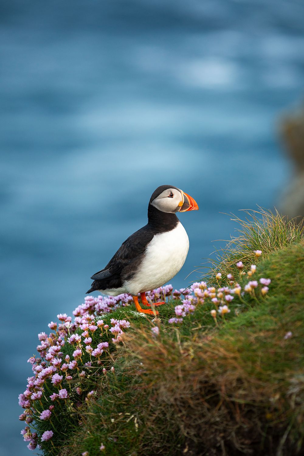 Atlantic puffin with colorful orange beak standing on a grassy cliff with pink wildflowers, blue ocean in the background.