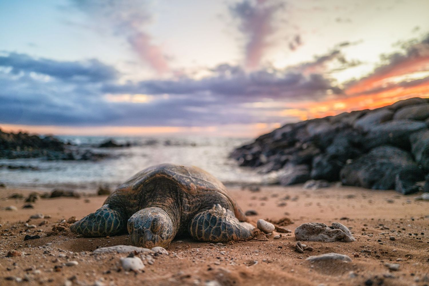 Maui photographer L. Wayne Hancock offers bespoke portraiture, intimate wedding photography, and fine-art landscapes inspired by Hawaii.