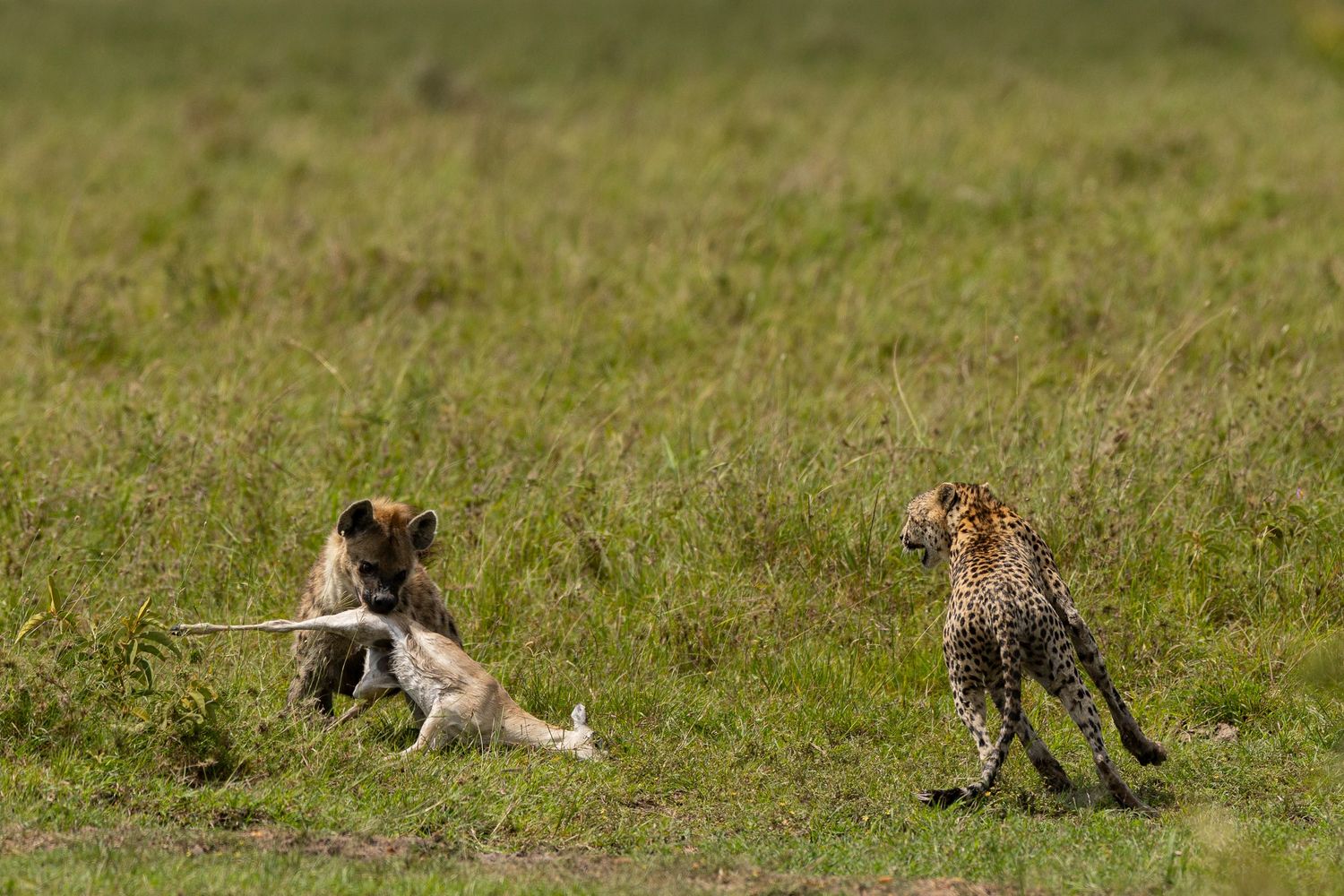 cheetah and hyena