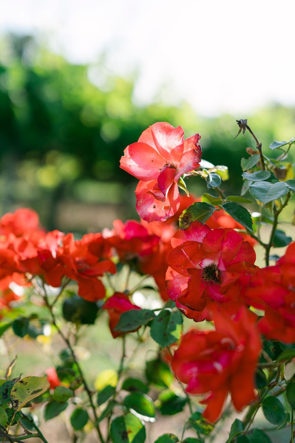 Vibrant red roses blooming on a bush with lush green leaves in a sunlit garden.