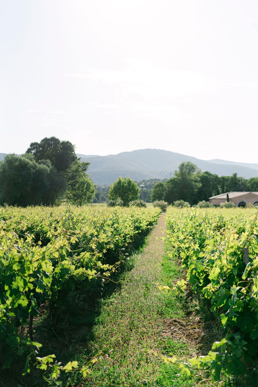 Lush green vineyard rows stretching toward mountain backdrop with farmhouse and trees under bright sky.