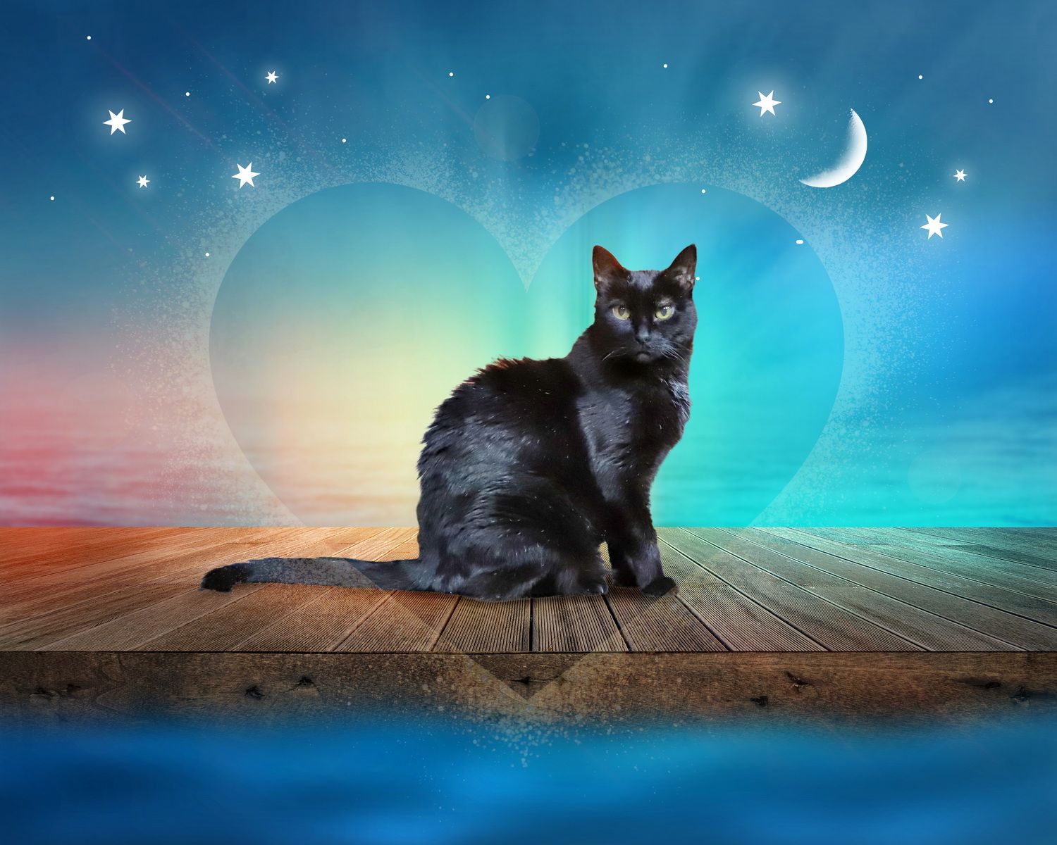 cat rainbow bridge