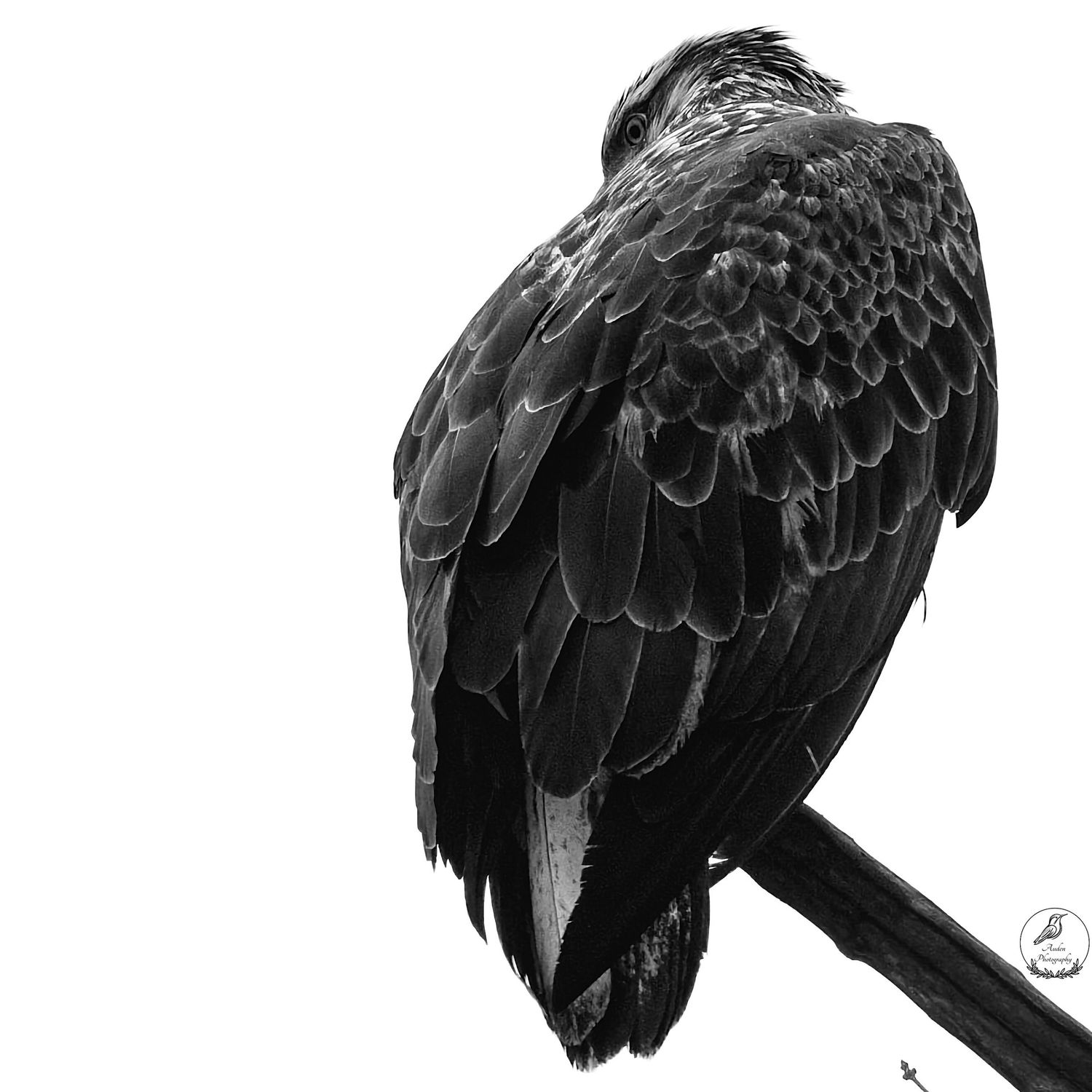 Black and white photo of a bird perched on a branch viewed from behind showing detailed feathers.